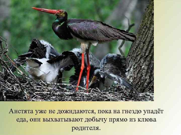 Аистята уже не дожидаются, пока на гнездо упадёт еда, они выхватывают добычу прямо из