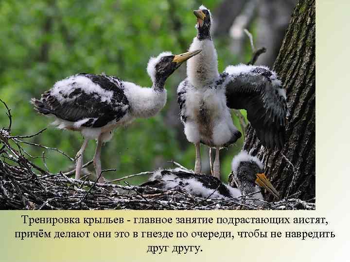 Тренировка крыльев - главное занятие подрастающих аистят, причём делают они это в гнезде по