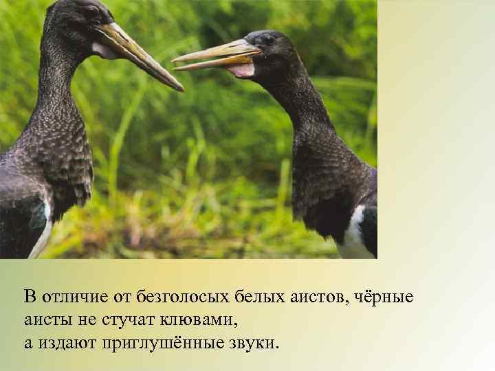 В отличие от безголосых белых аистов, чёрные аисты не стучат клювами, а издают приглушённые