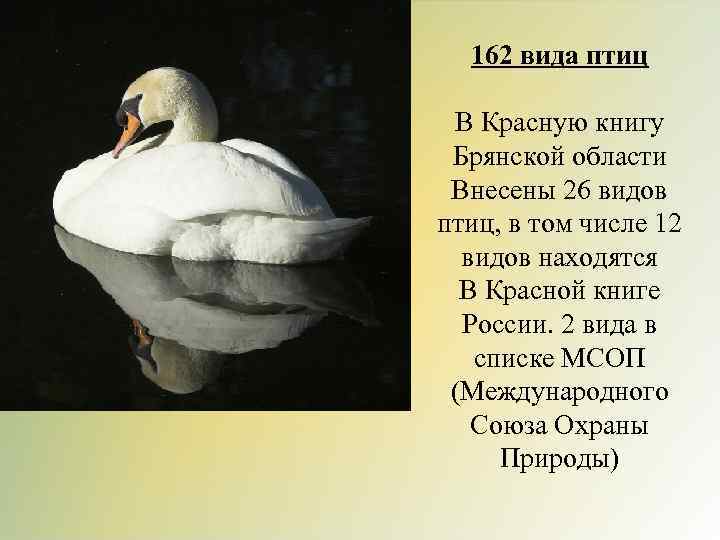 162 вида птиц В Красную книгу Брянской области Внесены 26 видов птиц, в том