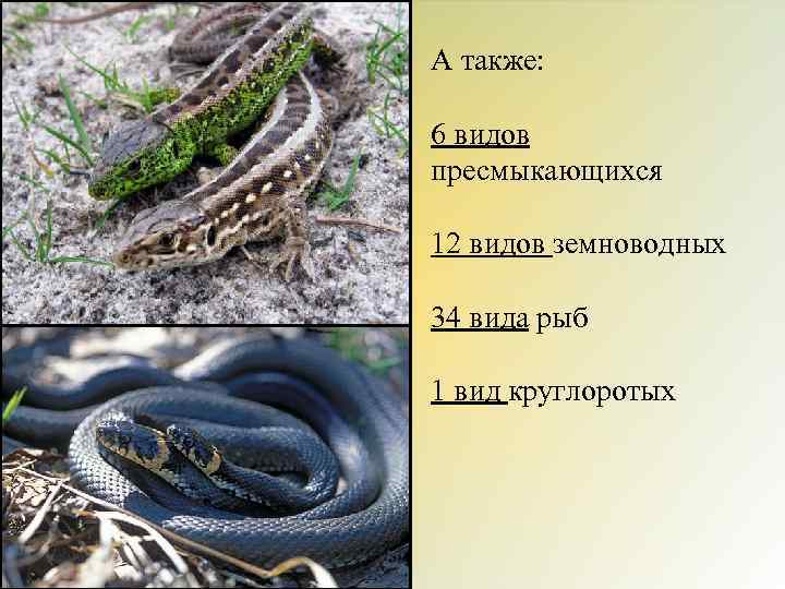 А также: 6 видов пресмыкающихся 12 видов земноводных 34 вида рыб 1 вид круглоротых