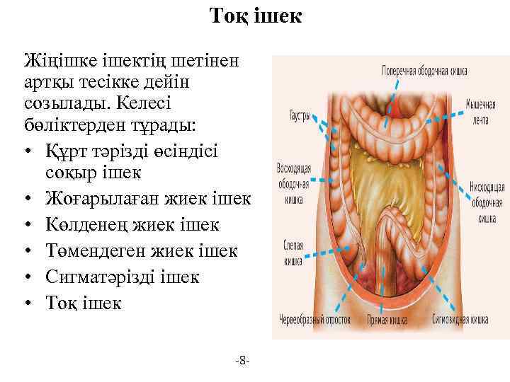 Тоқ ішек Жіңішке ішектің шетінен артқы тесікке дейін созылады. Келесі бөліктерден тұрады: • Құрт