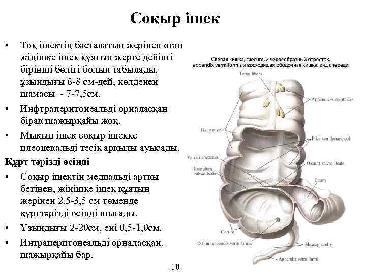 Соқыр ішек • Тоқ ішектің басталатын жерінен оған жіңішке ішек құятын жерге дейінгі бірінші