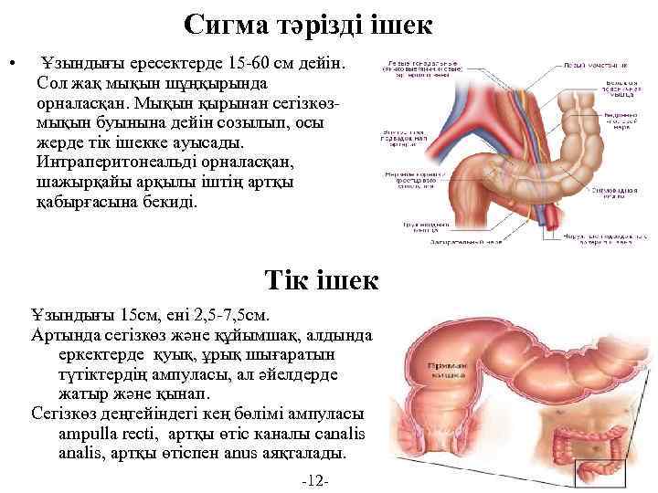 Сигма тәрізді ішек • Ұзындығы ересектерде 15 -60 см дейін. Сол жақ мықын шұңқырында