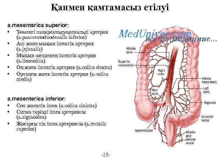 Қанмен қамтамасыз етілуі a. mesenterica superior: • Төменгі панкреатодуоденальді артерия (a. pancreatoduodenalis inferior) •