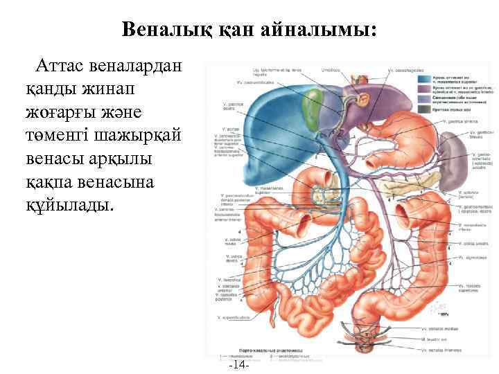 Веналық қан айналымы: Аттас веналардан қанды жинап жоғарғы және төменгі шажырқай венасы арқылы қақпа