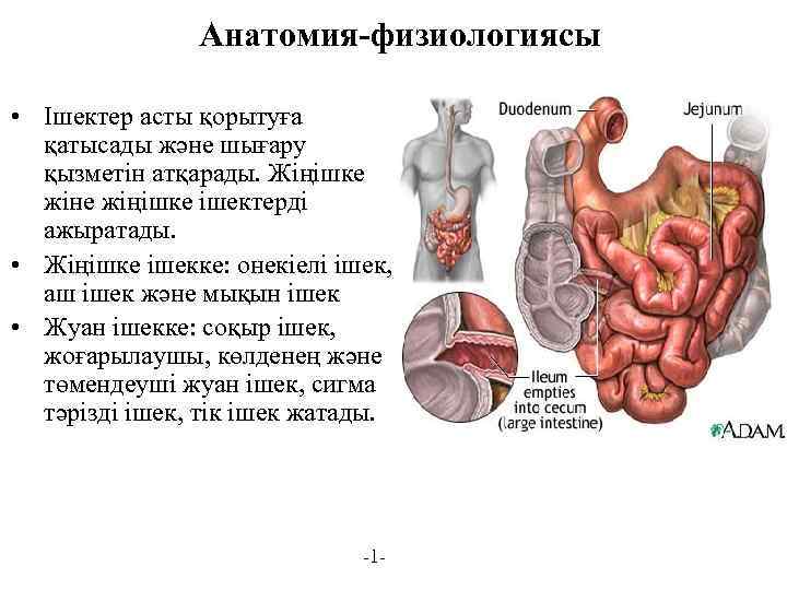 Анатомия-физиологиясы • Ішектер асты қорытуға қатысады және шығару қызметін атқарады. Жіңішке жіне жіңішке ішектерді
