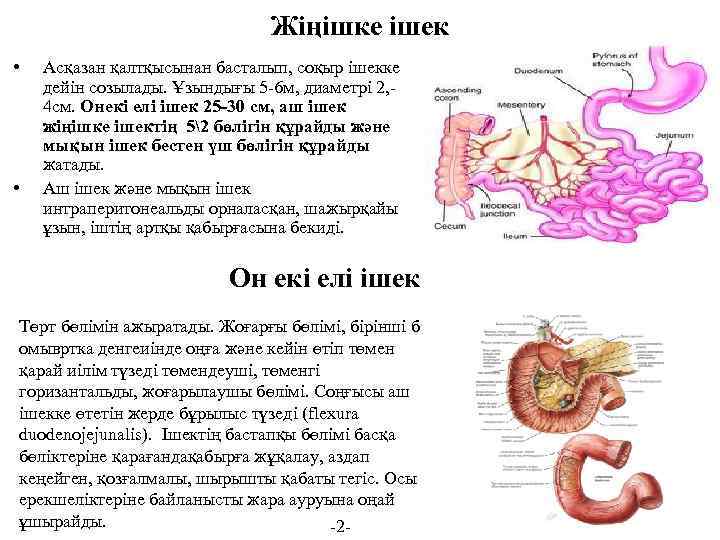 Жіңішке ішек • • Асқазан қалтқысынан басталып, соқыр ішекке дейін созылады. Ұзындығы 5 -6
