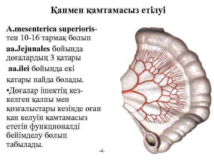 Қанмен қамтамасыз етілуі A. mesenterica superiorisтен 10 -16 тармақ болып aa. Jejunales бойында доғалардың