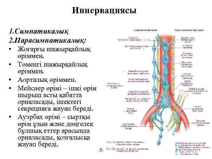 Иннервациясы 1. Симпатикалық 2. Парасимпатикалық: • Жоғарғы шажырқайлық өріммен. • Төменгі шажырқайлық өріммен. •