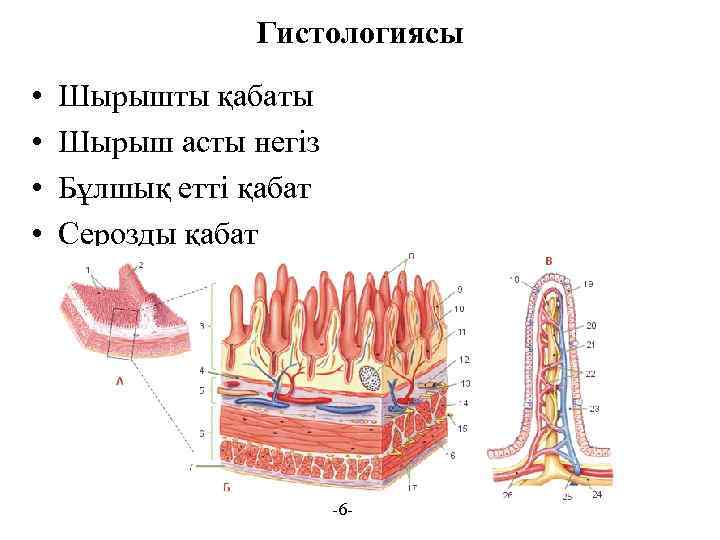 Гистологиясы • • Шырышты қабаты Шырыш асты негіз Бұлшық етті қабат Серозды қабат -6