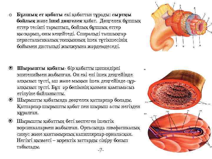 o Бұлшық ет қабаты екі қабаттан тұрады: сыртқы бойлық және ішкі дөңгелек қабат. Дөңгелек
