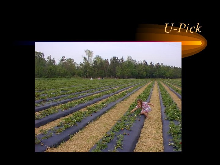 U-Pick 
