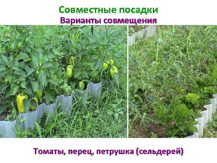 Совместные посадки Варианты совмещения Томаты, перец, петрушка (сельдерей) 