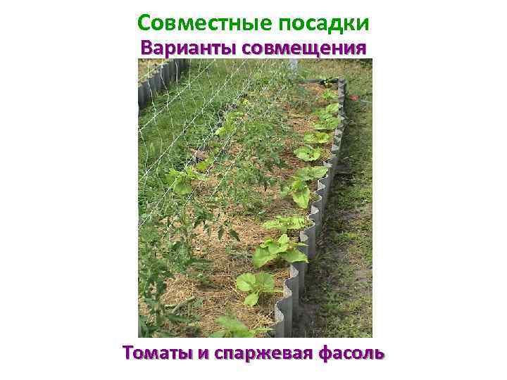 Совместные посадки Варианты совмещения Томаты и спаржевая фасоль 