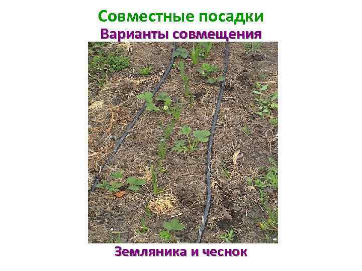 Совместные посадки Варианты совмещения Земляника и чеснок 