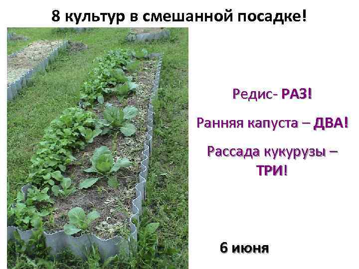 План посадки капусты