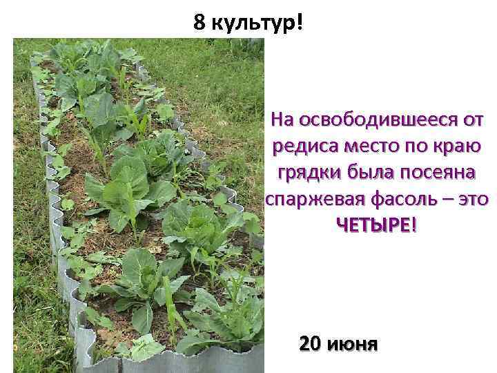 8 культур! На освободившееся от редиса место по краю грядки была посеяна спаржевая фасоль