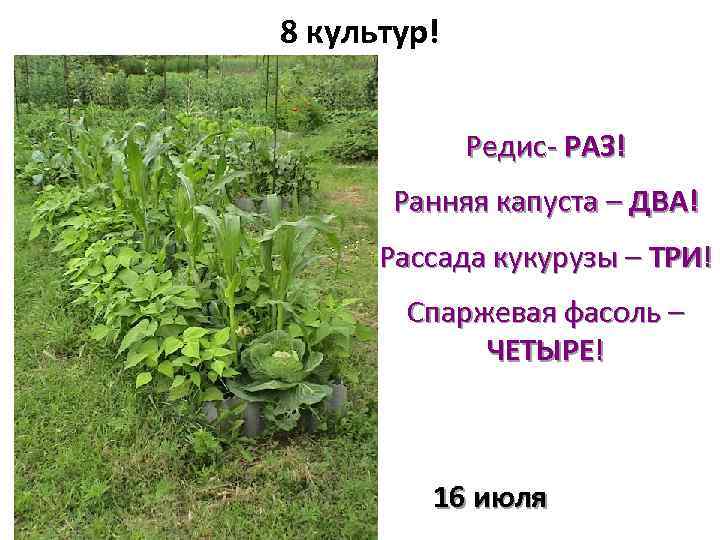 8 культур! Редис- РАЗ! Ранняя капуста – ДВА! Рассада кукурузы – ТРИ! Спаржевая фасоль