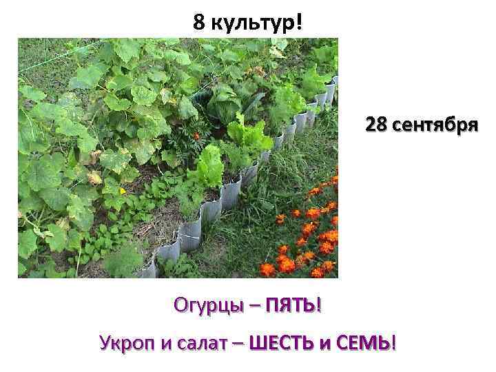 8 культур! 28 сентября Огурцы – ПЯТЬ! Укроп и салат – ШЕСТЬ и СЕМЬ!