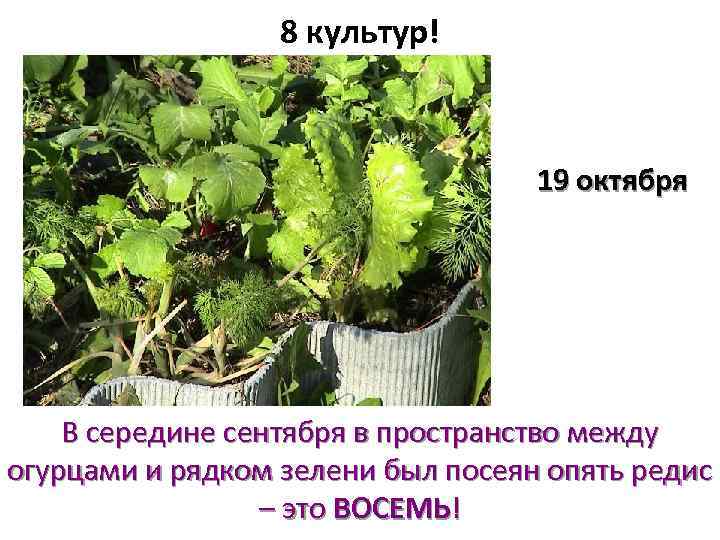 8 культур! 19 октября В середине сентября в пространство между огурцами и рядком зелени
