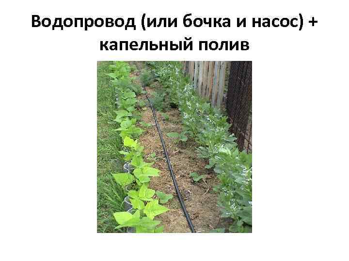 Водопровод (или бочка и насос) + капельный полив 