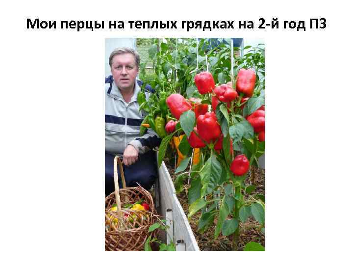 Мои перцы на теплых грядках на 2 -й год ПЗ 