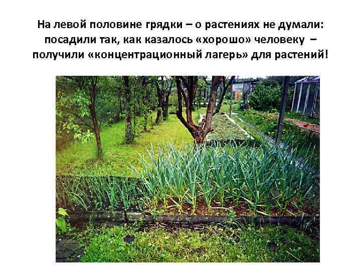 На левой половине грядки – о растениях не думали: посадили так, как казалось «хорошо»