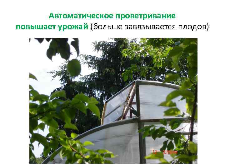Автоматическое проветривание повышает урожай (больше завязывается плодов) 