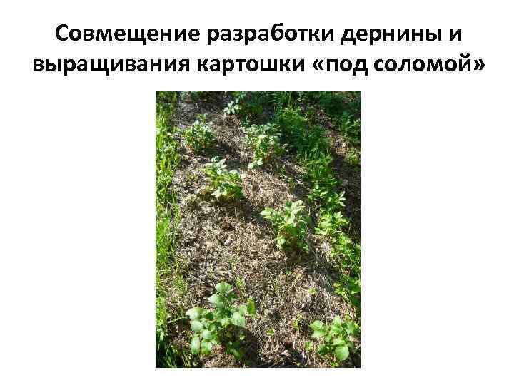 Совмещение разработки дернины и выращивания картошки «под соломой» 
