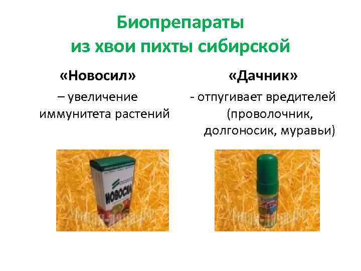 Биопрепараты из хвои пихты сибирской «Новосил» – увеличение иммунитета растений «Дачник» - отпугивает вредителей