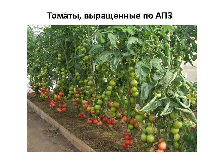 Томаты, выращенные по АПЗ 