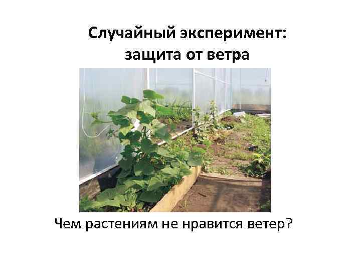 Случайный эксперимент: защита от ветра Чем растениям не нравится ветер? 