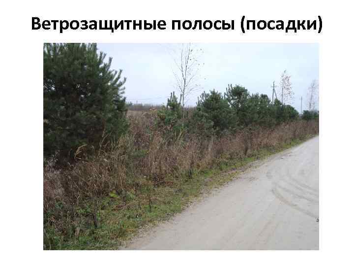Ветрозащитные полосы (посадки) 
