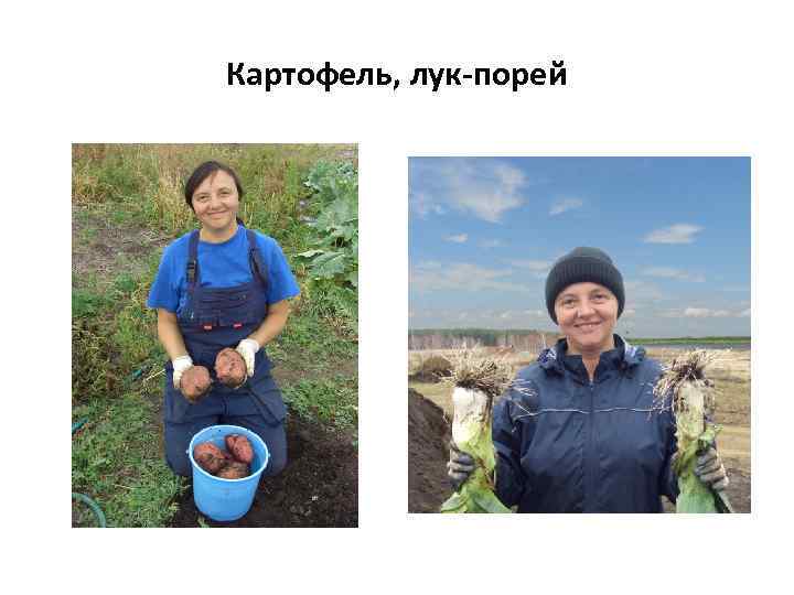 Картофель, лук-порей 