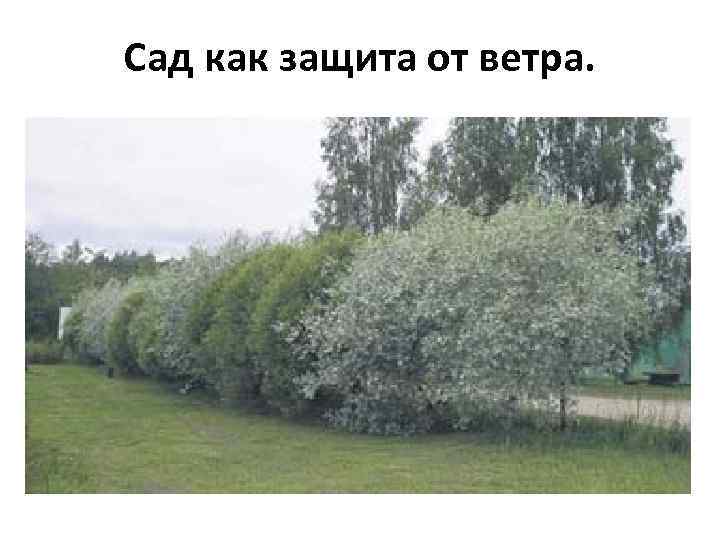 Сад как защита от ветра. 