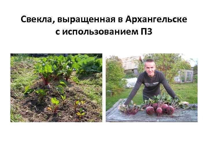 Свекла, выращенная в Архангельске с использованием ПЗ 