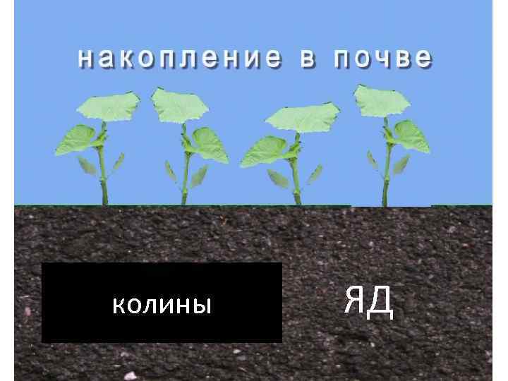 колины ЯД 