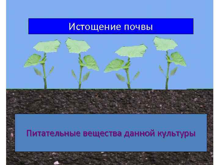 Истощение почвы Питательные вещества данной культуры 