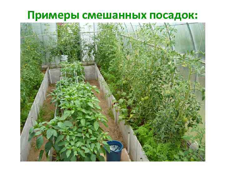 Примеры смешанных посадок: 