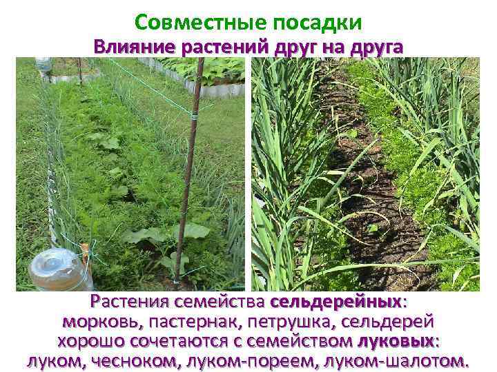 Совместные посадки Влияние растений друг на друга Растения семейства сельдерейных: морковь, пастернак, петрушка, сельдерей