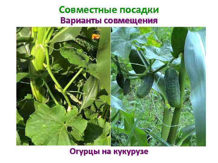 Совместные посадки Варианты совмещения Огурцы на кукурузе 