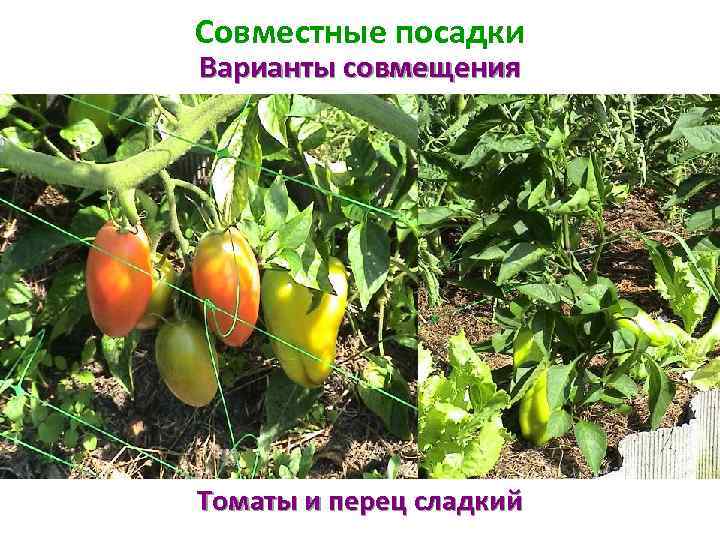 Совместные посадки Варианты совмещения Томаты и перец сладкий 