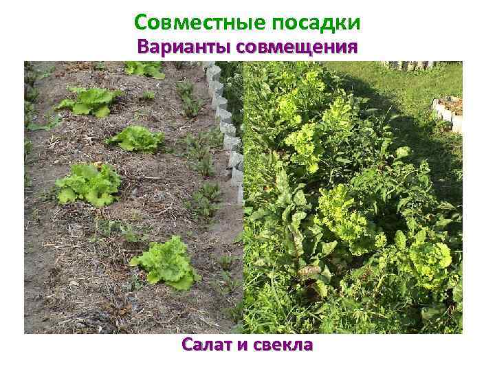 Совместные посадки Варианты совмещения Салат и свекла 