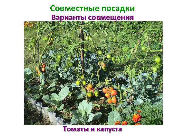 Совместные посадки Варианты совмещения Томаты и капуста 