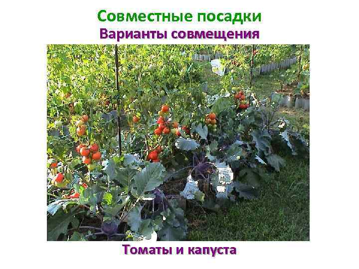Совместные посадки Варианты совмещения Томаты и капуста 