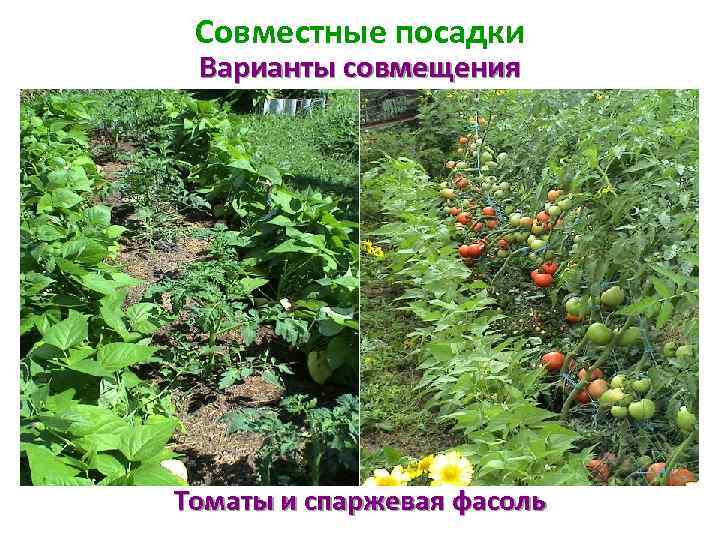 Совместные посадки схема посадки