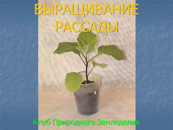 ВЫРАЩИВАНИЕ РАССАДЫ Клуб Природного Земледелия 
