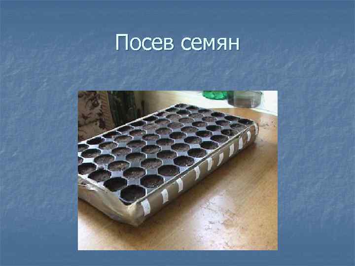 Посев семян 