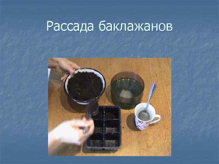 Рассада баклажанов 